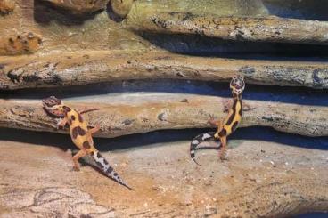 Geckos kaufen und verkaufen Foto: Leopardgecko mit Terrarium und Technik Geckos kaufen und verkaufen Foto: Leopardgecko mit Terrarium und Technik
