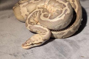 Ball Pythons kaufen und verkaufen Photo: Bestandsaufgabe Königspython