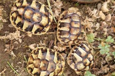 Landschildkröten kaufen und verkaufen Foto: Griechische Landschildkröten Nachzucht 2023