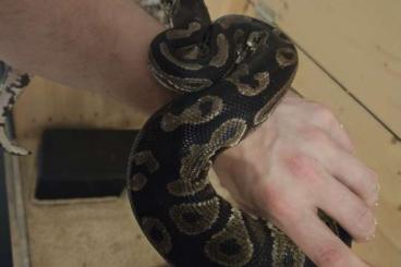 Ball Pythons kaufen und verkaufen Photo: Königspython (5 Jahre) mit Terrarium abzugeben Ball Pythons kaufen und verkaufen Photo: Königspython (5 Jahre) mit Terrarium abzugeben