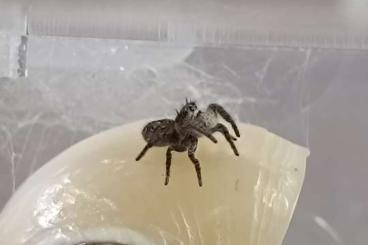 Spiders and Scorpions kaufen und verkaufen Photo: Suche Springspinne Phidippus Carolinensis Männchen (FH5) Spiders and Scorpions kaufen und verkaufen Photo: Suche Springspinne Phidippus Carolinensis Männchen (FH5)