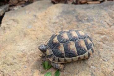 Landschildkröten kaufen und verkaufen Foto: Breitrandschildkröten,NZ 2020
