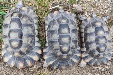 Tortoises kaufen und verkaufen Photo: Europäische Landschildkröten 