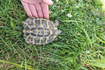 Tortoises kaufen und verkaufen Photo: Europäische Landschildkröten Tortoises kaufen und verkaufen Photo: Europäische Landschildkröten