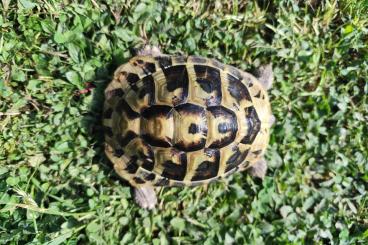 Tortoises kaufen und verkaufen Photo: Griechische Landschildkröten, Testudo hermanni Tortoises kaufen und verkaufen Photo: Griechische Landschildkröten, Testudo hermanni