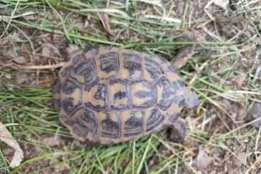 Landschildkröten kaufen und verkaufen Foto: Griechische Landschildkröten, Testudo hermanni Landschildkröten kaufen und verkaufen Foto: Griechische Landschildkröten, Testudo hermanni