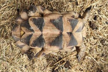 Tortoises kaufen und verkaufen Photo: Europ. Landschildkröten NZ 2013 / 2019 je Euro 20,-- Tortoises kaufen und verkaufen Photo: Europ. Landschildkröten NZ 2013 / 2019 je Euro 20,--