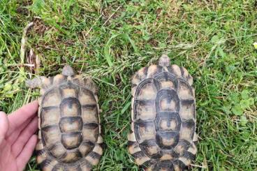 Tortoises kaufen und verkaufen Photo: Breitrandschildkröten, Testudo marginata 