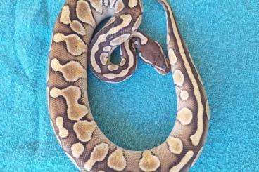 Ball Pythons kaufen und verkaufen Photo: Junge Königspython zur Abgabe Ball Pythons kaufen und verkaufen Photo: Junge Königspython zur Abgabe