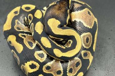 Snakes kaufen und verkaufen Photo: Biete Königspython Nachzuchten Snakes kaufen und verkaufen Photo: Biete Königspython Nachzuchten