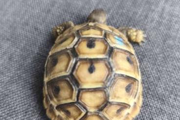 Tortoises kaufen und verkaufen Photo: Junge Landschildkröte geb. 2024 THB Tortoises kaufen und verkaufen Photo: Junge Landschildkröte geb. 2024 THB