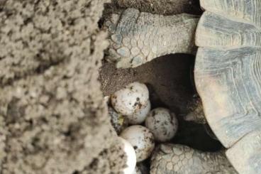 Turtles and Tortoises kaufen und verkaufen Photo: Griechische Landschildkröten THb/2024