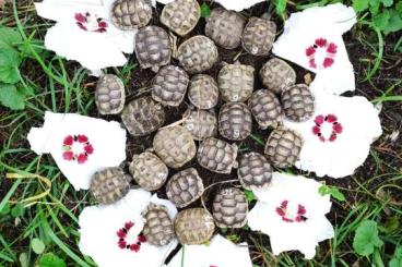 Landschildkröten kaufen und verkaufen Foto: 2 Griechische Landschildkröten NZ 2024