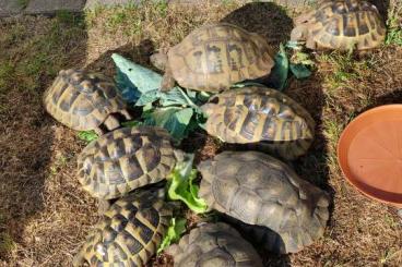 Landschildkröten kaufen und verkaufen Foto: 2 Griechische Landschildkröten NZ 2024