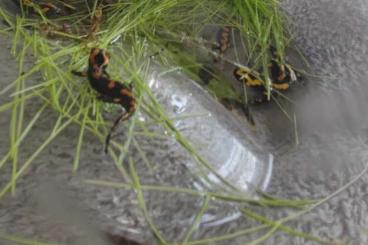 Salamander kaufen und verkaufen Foto: Feuersalamander / Salamandra S. terrestris