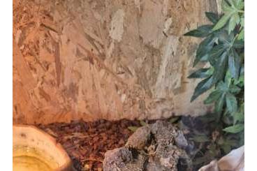 Königspythons kaufen und verkaufen Foto: Verkauf Königspython mit Terrarium und Zubehör