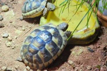 Tortoises kaufen und verkaufen Photo: Breitbrandschildkröten Testudo marginata Tortoises kaufen und verkaufen Photo: Breitbrandschildkröten Testudo marginata