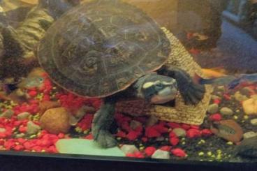 Sumpfschildkröten kaufen und verkaufen Foto: Spitzkopf Rotbauch Wasser Schildkröte 