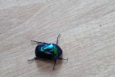 Insekten kaufen und verkaufen Foto: Protaetia speciosa cyanochlora L1