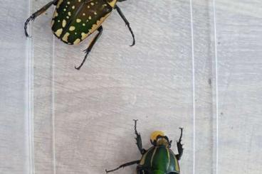 Insekten kaufen und verkaufen Foto: Mecynorrhina polyphemus confluens Larven L1 Insekten kaufen und verkaufen Foto: Mecynorrhina polyphemus confluens Larven L1