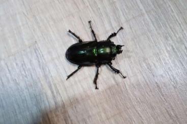 andere Wirbellose kaufen und verkaufen Foto: Phalacrognathus muelleri Larven L2/L3 andere Wirbellose kaufen und verkaufen Foto: Phalacrognathus muelleri Larven L2/L3