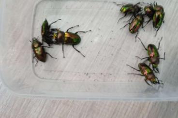 Insekten kaufen und verkaufen Photo: Phalacrognathus muelleri 