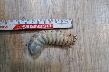 Insekten kaufen und verkaufen Photo: Mecynorrhina polyphemus confluens Larve L 3 