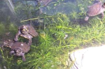 Sumpfschildkröten kaufen und verkaufen Foto: Europäische Sumpfschildkröten 