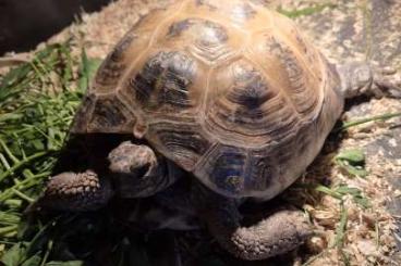 Landschildkröten kaufen und verkaufen Foto: Momo sucht ein neues Zuhause 