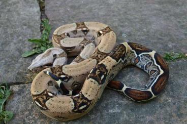 Boas kaufen und verkaufen Photo: Boa imperator - VPI Sterling, IMG Motley, Anery het VPI, Ghost 