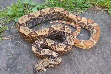 Boas kaufen und verkaufen Foto: Boa imperator - IMG Motley Albino, Motley IMG, IMG Parahet het Anery