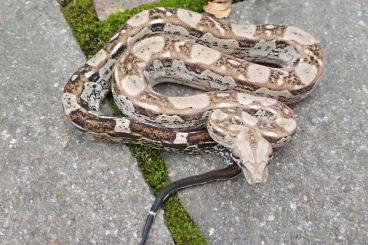 Boas kaufen und verkaufen Photo: Boa imperator - Aztec & Normal pos het VPI Snow Leopard