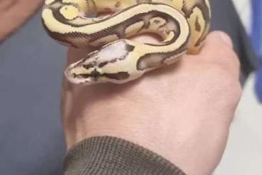 Königspythons kaufen und verkaufen Foto: Wunderschönes Terrarium inkl. 2 Königspython und Zubehör