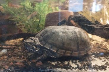 Schildkröten  kaufen und verkaufen Foto: Moschusschildkröte (Sternotherus odoratus)