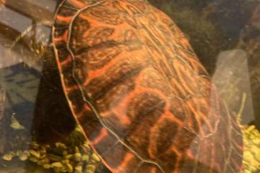 Turtles kaufen und verkaufen Photo: Pseudemys rubriventris abzugeben Turtles kaufen und verkaufen Photo: Pseudemys rubriventris abzugeben