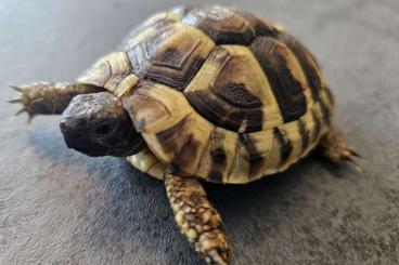 Landschildkröten kaufen und verkaufen Foto: Zwei Griechische Landschildkröten aus 2024