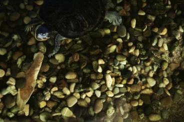Sumpfschildkröten kaufen und verkaufen Foto: Verkaufe 4 Höckerschildkröten 