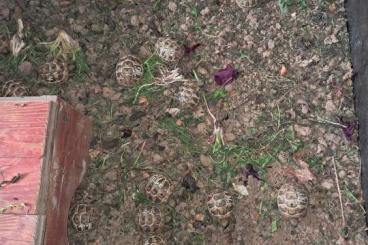 Landschildkröten kaufen und verkaufen Foto: Griechische Landschildkröten 