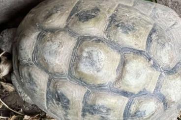 Tortoises kaufen und verkaufen Photo: Griechische Landschildkröten Tortoises kaufen und verkaufen Photo: Griechische Landschildkröten