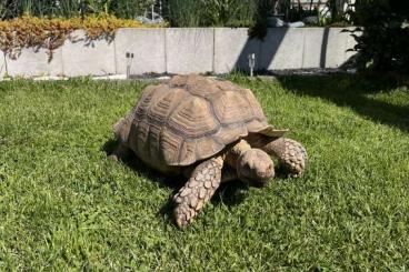 Landschildkröten kaufen und verkaufen Foto: 2 männliche Sulcatas/ Spornschildkröten Landschildkröten kaufen und verkaufen Foto: 2 männliche Sulcatas/ Spornschildkröten