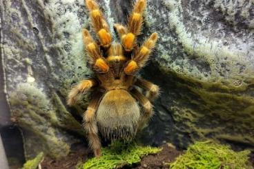 - bird spiders kaufen und verkaufen Photo: Brachypelma Hamorii 0.1 DNZ 2020 inkl. ExoTerra (Abholung) - bird spiders kaufen und verkaufen Photo: Brachypelma Hamorii 0.1 DNZ 2020 inkl. ExoTerra (Abholung)