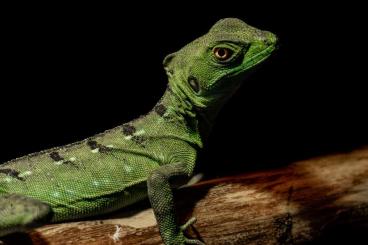 andere Echsen kaufen und verkaufen Foto: Stirnlappenbasilisk (Basiliscus plumifrons) andere Echsen kaufen und verkaufen Foto: Stirnlappenbasilisk (Basiliscus plumifrons)