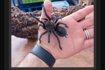 Spiders and Scorpions kaufen und verkaufen Photo: Pulchra Search Juvenile Or Adult Spiders and Scorpions kaufen und verkaufen Photo: Pulchra Search Juvenile Or Adult