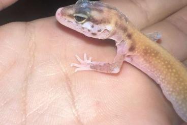 Geckos kaufen und verkaufen Photo: Bébé gecko léopard – mange bien – phase hypo/tangerine – né en captivi Geckos kaufen und verkaufen Photo: Bébé gecko léopard – mange bien – phase hypo/tangerine – né en captivi