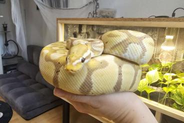 Königspythons kaufen und verkaufen Foto: Banana Python coral glow männlich Königspythons kaufen und verkaufen Foto: Banana Python coral glow männlich