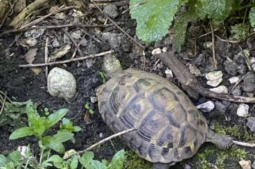 Tortoises kaufen und verkaufen Photo: Griechische Landschildkröte weiblich geboren Sommer 2018
