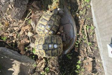 Tortoises kaufen und verkaufen Photo: Landschildkröten zu verkaufen 