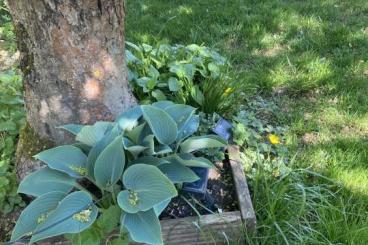Tortoises kaufen und verkaufen Photo: Biete Schildkröten ein Zuhause 