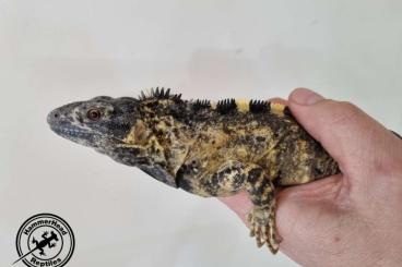 Lizards kaufen und verkaufen Photo:  Ctenosaura pectinata banana