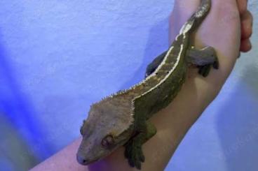 Geckos kaufen und verkaufen Photo: Kronengeckos + Terrarium mit Unterschrank Geckos kaufen und verkaufen Photo: Kronengeckos + Terrarium mit Unterschrank